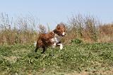 BORDER COLLIE 337